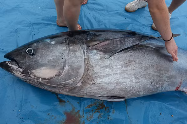 Một số con có thể nặng đến 450 kg. Con cá ngừ vây xanh nặng nhất thế giới từng được bắt có cân nặng 678 kg. Nó được Ken Fraser bắt ở ngoài khơi Nova Scotia (Canada) vào năm 1979.