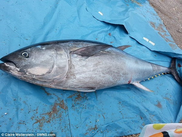 Cá ngừ vây xanh Đại tây dương là một trong những loài cá lớn nhất, nhanh nhất và màu sắc lộng lẫy nhất của thế giới. Thân cá có hình ngư lôi, thuôn dài phù hợp với tốc độ và sức bền.