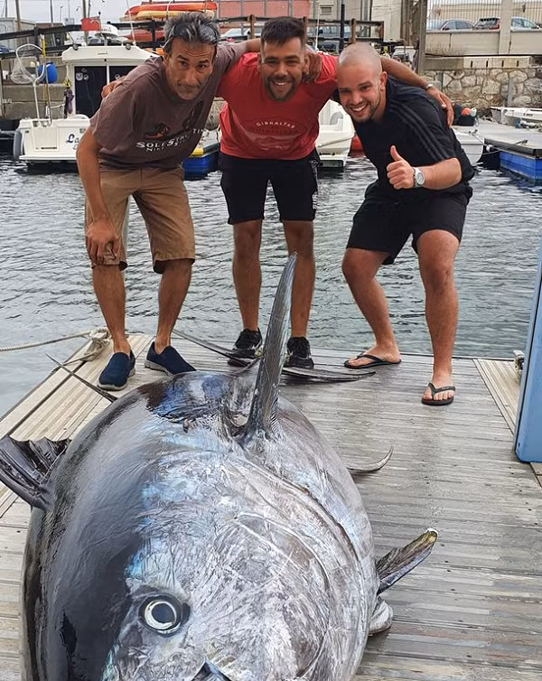 Con cá lớn đến mức không thể nằm gọn trong chiếc thuyền dài 5m của họ và có thể là kỷ lục trong giới câu cá năm nay. Đây được cho là con lớn nhất từng được đánh bắt gần Gibraltar.