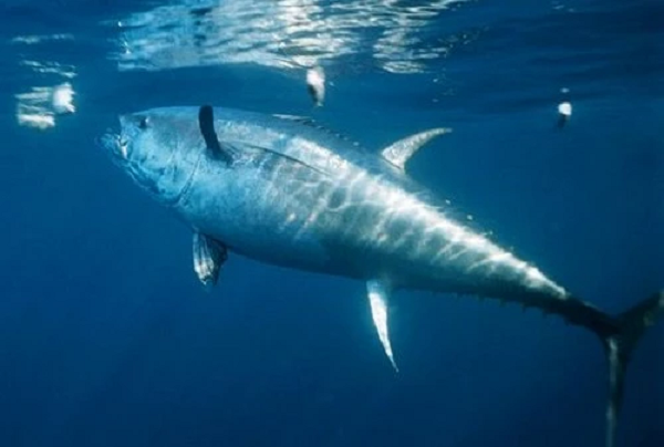 Khi quan sát trên thớ thịt của cá ngừ vây xanh, chúng ta cũng có thể nhìn thấy kết cấu có sự đan xen dày đặc và đồng đều của những đường gân, mỡ, điều không hề có ở các loài cá ngừ khác.