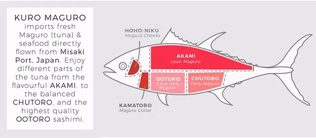 Cá ngừ vây xanh cũng được những người câu cá đánh giá cao vì bản tính sẵn sàng chiến đấu, tốc độ phóng trong nước lên tới 70km/h với đuôi có hình trăng lưỡi liềm mạnh mẽ.