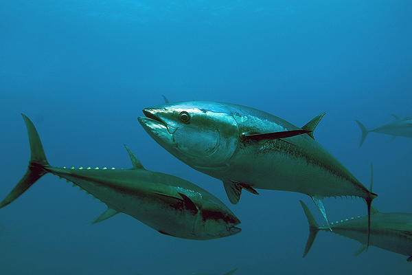 Đó là lí do vì sao giá của một con cá ngừ vây xanh luôn cực đắt đỏ. Cá ngừ vây xanh xuất xứ từ bờ biển phía Đông (nước Mỹ) sẽ có giá nằm trong khoảng 20 – 30 USD/0,45 kg (khoảng 500.000 – 750.000 đồng).