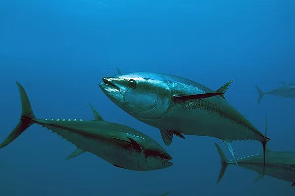 Đó là lí do vì sao giá của một con cá ngừ vây xanh luôn cực đắt đỏ. Cá ngừ vây xanh xuất xứ từ bờ biển phía Đông (nước Mỹ) sẽ có giá nằm trong khoảng 20 – 30 USD/0,45 kg (khoảng 500.000 – 750.000 đồng).