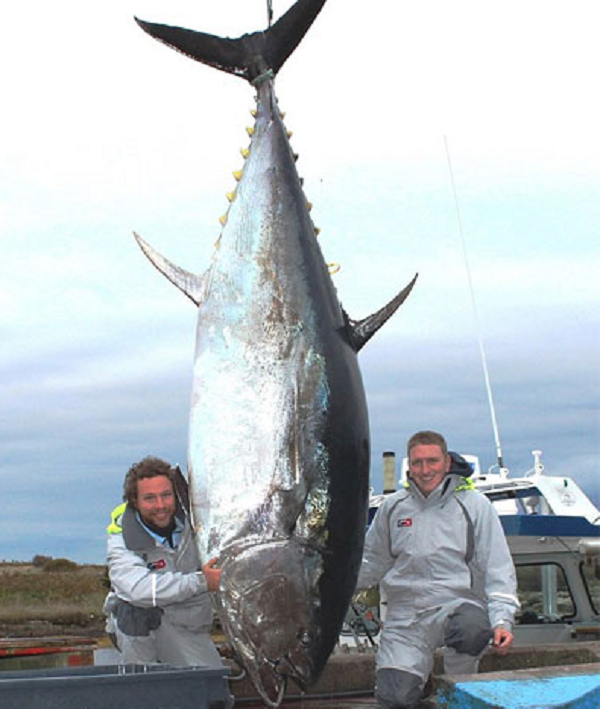 Cá ngừ vây xanh có màu xanh kim loại phía trên và màu trắng bạc mờ mờ phía dưới – giúp chúng dễ dàng ngụy trang dưới nước. Tập tính phàm ăn và thức ăn đa dạng đã tạo kích thước trung bình của chúng lên đến 2 mét chiều dài và nặng 250kg, thậm chí có thể lớn hơn.