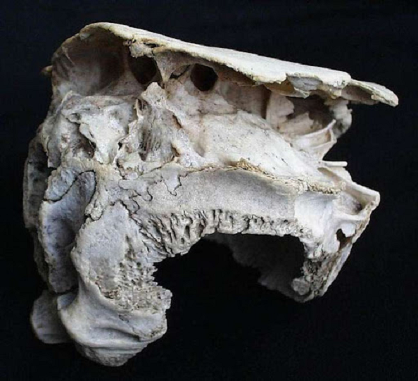 Dựa trên cấu tạo hộp sọ, sinh vật từng mang nó có thể có tới 6 mắt, hoặc một bộ “những cơ quan khó hiểu” khác. Điều thú vị là nó không có lỗ miệng.