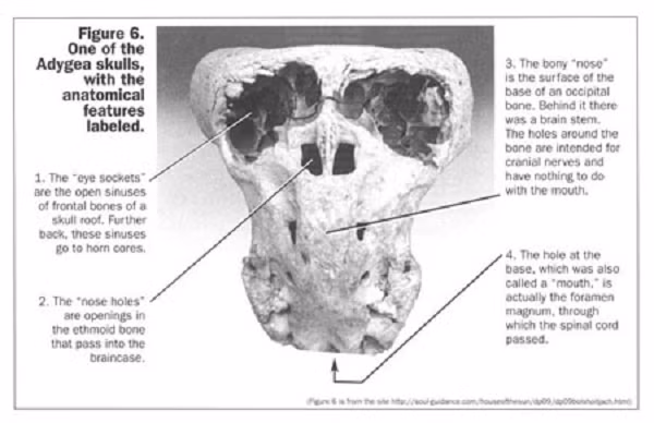 Nhà ngoại cảm nổi tiếng người Bulgary - Koubrat Tomov tin rằng nó thuộc về một sinh vật được biến đổi gen, được tạo ra bởi người Atlantea. Theo ông, hộp sọ tượng trưng cho phần còn lại của một thí nghiệm thất bại xảy ra hàng nghìn năm trước ở khu vực đó.