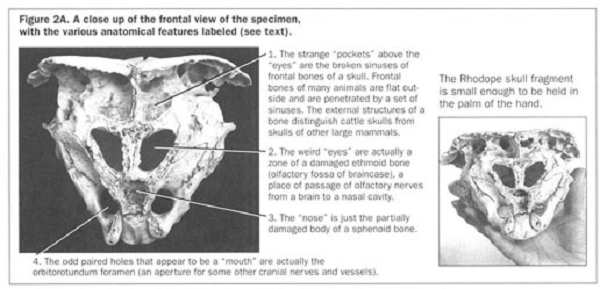 Hộp sọ này to bằng hộp sọ của trẻ sơ sinh, nhưng cấu trúc xương của nó nhẹ hơn và mỏng hơn, chỉ nặng 250 gram. Nó có 6 khoang, tức hộp sọ này có nhiều giác quan hơn người bình thường.