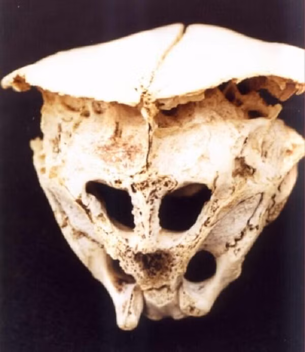 Người đàn ông giấu tên đã phát hiện ra hộp sọ được chôn bên cạnh một vật thể kim loại nhỏ hình elip. Kể từ khi người ta biết đến nó, không ai có thể xác định hộp sọ này từng thuộc về giống nào.