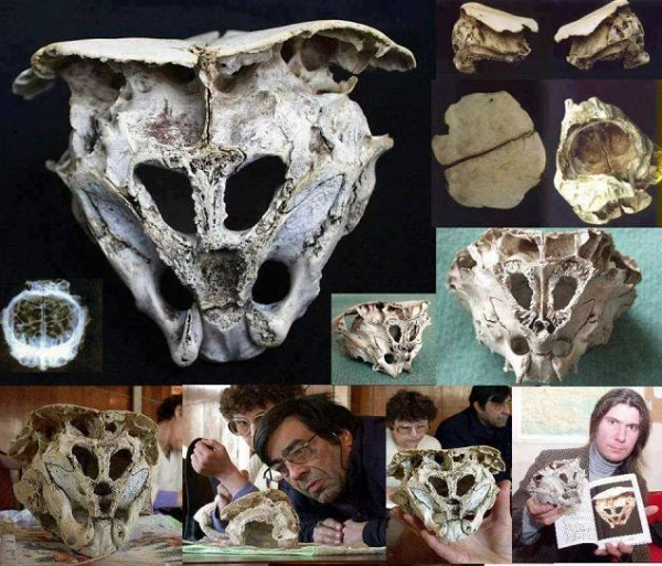 Kovachev nói: "Chúng tôi không thể tìm thấy bất kỳ sự tương tự hay tương quan nào với những sinh vật trên Trái đất trong 30 triệu năm qua". Ông cũng chắc chắn rằng đây không phải là một hóa thạch.