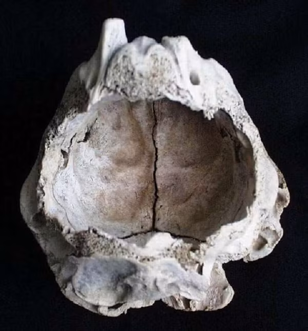 Hộp sọ đã được nhà khảo cổ học Katya Malamet từ Học viện Khoa học Bulgaria và giáo sư Dimiter Kovachev, Giám đốc Bảo tàng Cổ sinh vật học Asenovgrad, kiểm tra. Họ kết cho biết chưa từng biết đến thứ gì giống như vậy.