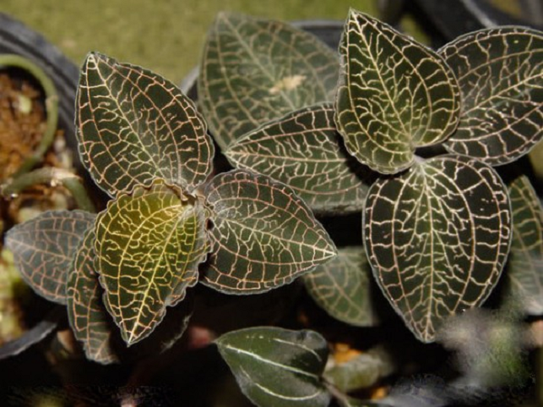 Ngoài những tác dụng trên. Cây lan kim tuyến còn có tác dụng bổ máu, giúp giảm stress, tắng cường sức khỏe, lưu thông khí huyết. Giúp chữa mất ngủ vô cùng hiệu quả.