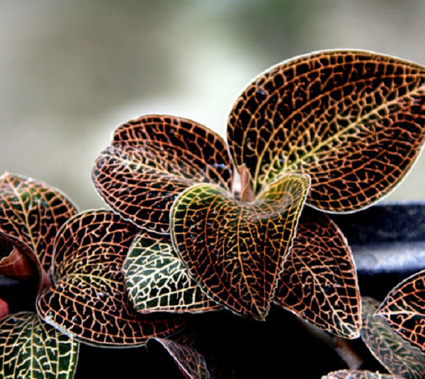 Lan kim tuyến có tác dụng thanh nhiệt, thanh huyết, giải trừ u uất, nóng gan. Bên cạnh đó còn có khả năng bảo vệ và tái tạo tế bào gan, được dùng để chữa bệnh viêm gan mãn tính.