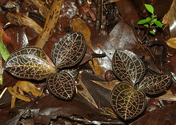 Do chúng chỉ mọc ở núi sâu, rừng già ít người lui tới, thuộc vùng sinh thái nguyên sinh, có yêu cầu khắt khe về môi trường sinh thái và bị nhiều người săn lùng nên số lượng ngày càng giảm.