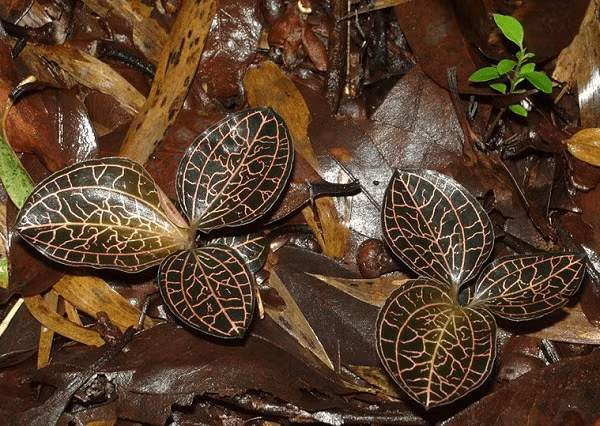 Do chúng chỉ mọc ở núi sâu, rừng già ít người lui tới, thuộc vùng sinh thái nguyên sinh, có yêu cầu khắt khe về môi trường sinh thái và bị nhiều người săn lùng nên số lượng ngày càng giảm.