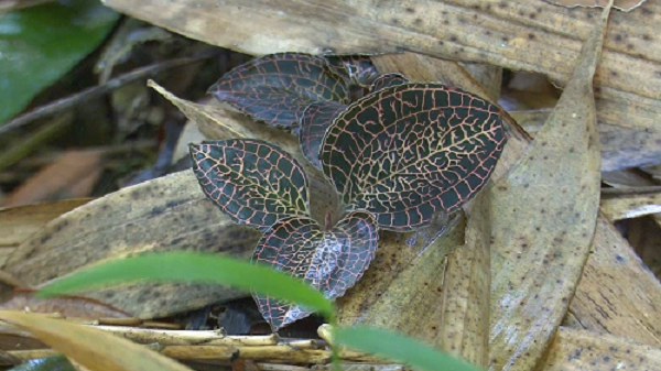 Vì vậy, các chuyên gia khuyến cáo không khai thác loại thảo dược này bừa bãi để tránh nguy cơ chúng biến mất hoàn toàn trong tương lai. Nếu bắt gặp loại thảo mộc này thì không nên chạm vào, mà để chúng có thời gian mọc tươi tốt.