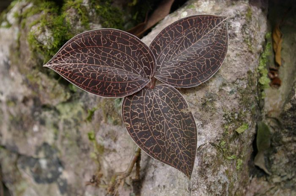 Loài lan này cũng chủ yếu được dùng chữa ho ra máu, viêm phế quản, viêm thận, viêm bàng quang, đái tháo đường, u khớp dạng thấp và nhiều loại bênh khác...