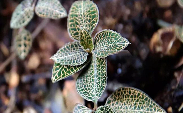 Lan kim tuyến hay còn gọi là lan gấm, nam trùng thảo, cỏ nhung, cây kim cương. Lan kim tuyến là loại thảo mộc rất quý hiếm. Giá của loài cây này có thể lên đến 2.600 NDT cho mỗi kg (khoảng 9 triệu VND).