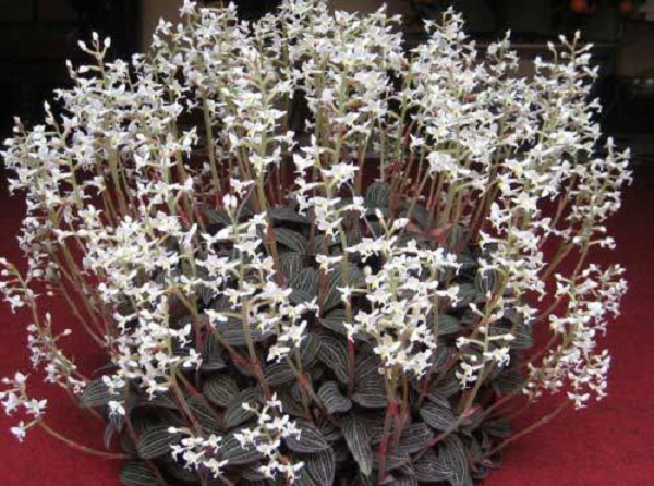 Những gân lá lan kim tuyến giống như mạng lưới, các đường vân đan xen rõ rệt. Thân cây hình tròn, phần dưới có dạng mọc leo, còn phần thân trên có các đốt.