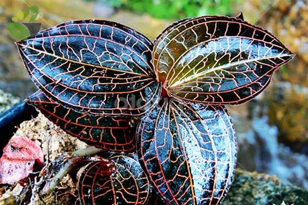 Lan kim tuyến là loại cây thân thảo sống lâu năm, mọc quanh năm ở vùng núi sâu, rừng rậm, có giá trị dược liệu rất tốt, được dân gian mệnh danh là "thần dược", "cỏ vàng"," cỏ thiêng"...