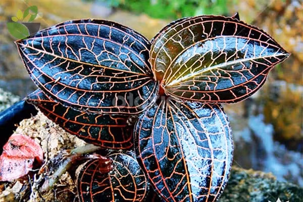 Lan kim tuyến là loại cây thân thảo sống lâu năm, mọc quanh năm ở vùng núi sâu, rừng rậm, có giá trị dược liệu rất tốt, được dân gian mệnh danh là "thần dược", "cỏ vàng"," cỏ thiêng"...