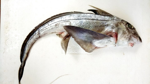 Chính vì vậy, loài cá này được coi là "lộc biển", "cá vàng, cá bạc" bởi chúng rất khó đánh bắt và giá thành bán rất cao khoảng 400.000 đồng đến 1.000.000 đồng/kg tùy kích thước và cân nặng.