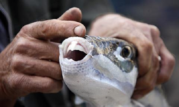 Với tính chất quý hiếm và khó đánh bắt nên giá cá mặt thỏ thường rất cao. Cá thường được chế biến và xuất hiện ở những gia đình quý tộc, những nhà hàng, khách sạn nổi tiếng và phục vụ cho giới thượng lưu thưởng thức.