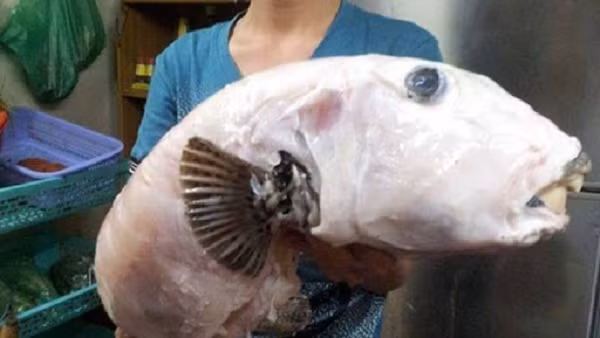 Song nhiều người dân biển gọi cá mặt thỏ là cá nóc mú không chỉ bởi hình dạng tương đồng mà vì cá này cũng chứa độc tố tương tự như cá nóc, đó là Tetrodotoxin gây chết người.