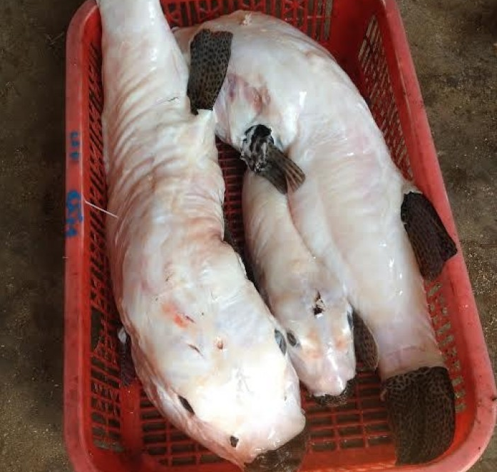 Độc tố Tetrodotoxin là một loại độc tố thần kinh thường có trong da, gan hoặc thịt của một số sinh vật biển như sam, ốc, bạch tuộc,... đặc biệt là cá nóc.