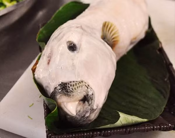 Loài cá này ăn tất cả các loài cá yếu hơn, thậm chí khi đói nó có thể ăn thịt cả đồng loại. Tuy nhiên, thịt của cá mặt thỏ được nhận xét ngon và cực hấp dẫn.