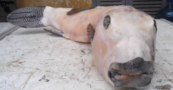 Để bắt được loài cá quý hiếm này, ngư dân phải thả nhiều tầng lưới đan xen với nhau. Nếu dính lưới, chúng sẽ vùng vẫy và nhanh chóng cắn nát lưới để trốn thoát.