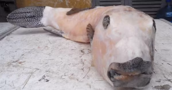 Để bắt được loài cá quý hiếm này, ngư dân phải thả nhiều tầng lưới đan xen với nhau. Nếu dính lưới, chúng sẽ vùng vẫy và nhanh chóng cắn nát lưới để trốn thoát.