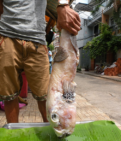 Do tính chất đặc biệt, da cá mặt thỏ là nguyên liệu sản xuất hoạt chất collagen tái tạo mô nên nó thường được lột ngay sau khi đánh bắt. Đây cũng là lý do trên bàn tiệc cá mặt thỏ luôn thiếu đi bộ da của nó.