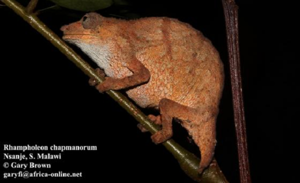 Ông cho biết: “Tắc kè hoa lùn chủ yếu có màu nâu nhưng chúng có thể chuyển sang màu xanh lam và xanh lá cây khá đẹp với những chấm nhỏ trên khắp có thể. Và đó có thể là một cách thức giao tiếp với nhau của loài này.