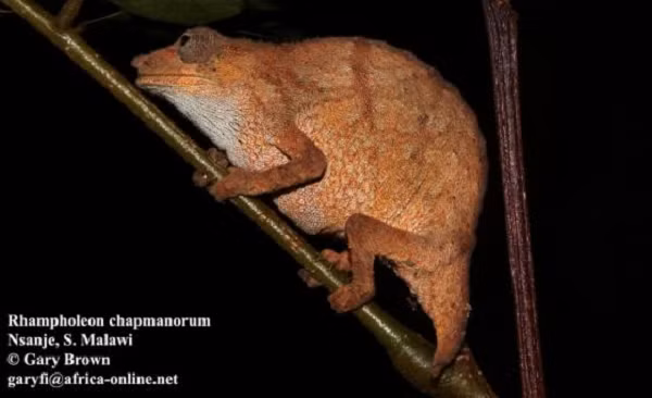Ông cho biết: “Tắc kè hoa lùn chủ yếu có màu nâu nhưng chúng có thể chuyển sang màu xanh lam và xanh lá cây khá đẹp với những chấm nhỏ trên khắp có thể. Và đó có thể là một cách thức giao tiếp với nhau của loài này.