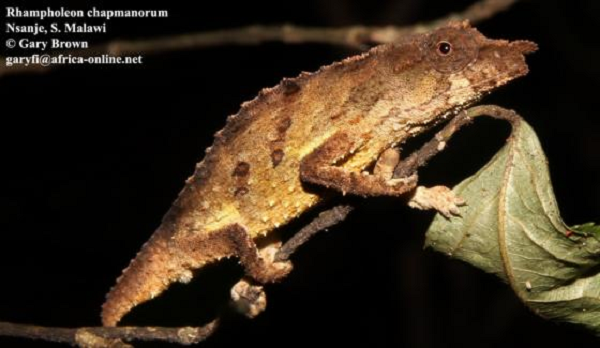 Tác giả chính của nghiên cứu là Krystal Tolley - giáo sư và trưởng nhóm nghiên cứu tại Phòng thí nghiệm Sinh thái học Phân tử Leslie Hill thuộc Viện Đa dạng Sinh học Quốc gia Nam Phi.