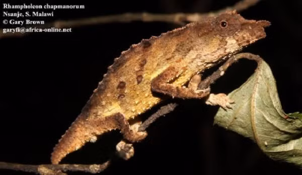 Tác giả chính của nghiên cứu là Krystal Tolley - giáo sư và trưởng nhóm nghiên cứu tại Phòng thí nghiệm Sinh thái học Phân tử Leslie Hill thuộc Viện Đa dạng Sinh học Quốc gia Nam Phi.