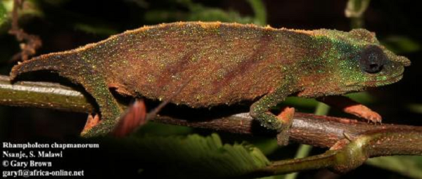 Tắc kè hoa lùn Chapman thuộc loài cực kỳ nguy cấp trong Danh sách Đỏ các loài bị đe dọa. Các nhà nghiên cứu đã phát hiện ra một quần thể vẫn sống sót trong những khoảnh rừng nhiệt đới nhỏ ở miền nam Malawi, đông nam châu Phi.