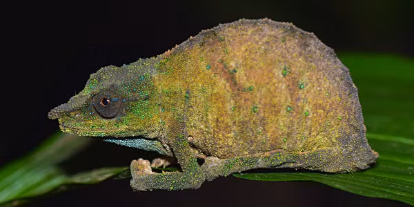 Theo nghiên cứu, để bảo vệ loài này khỏi bị tổn hại thêm, 37 con tắc kè hoa lùn ở Malawi Hills đã được thả vào một khu rừng cách Mikundi, Malawi, khoảng 95 km về phía Bắc vào năm 1998.