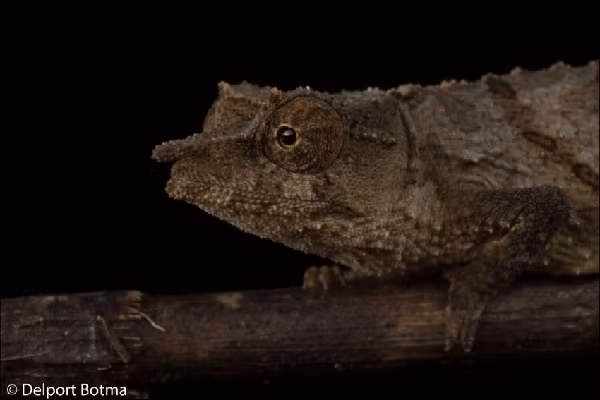 Các loài tắc kè hoa khác có thể cuồng loạn, rít và cắn, nhưng tắc kè hoa lùn Chapman thì hiền lành và xinh đẹp".
