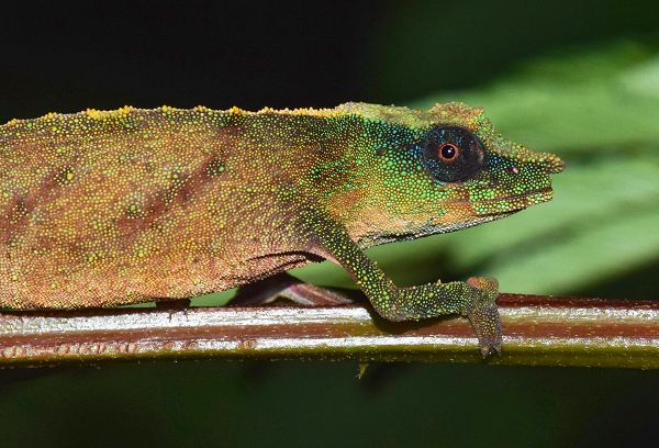 Nhóm nghiên cứu đã so sánh các bức ảnh vệ tinh hiện đại của khu rừng Malawi Hills với những bức ảnh được chụp vào những năm 1980 và ước tính rằng khu rừng đã suy giảm 80%.