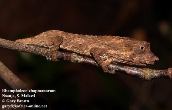 Loài tắc kè hoa Chapman quý hiếm này chỉ dài 5,5 cm (2,2 inch). Lần đầu tiên chúng được mô tả là vào năm 1992 bởi Colin Tilbury - nhà nghiên cứu về chăn nuôi.