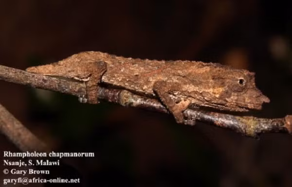 Loài tắc kè hoa Chapman quý hiếm này chỉ dài 5,5 cm (2,2 inch). Lần đầu tiên chúng được mô tả là vào năm 1992 bởi Colin Tilbury - nhà nghiên cứu về chăn nuôi.