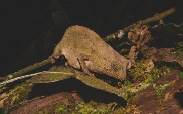 Tuy nhiên, đến năm 2014, các nhà khoa học không tìm thấy cá thể tắc kè hoa lùn nào, chúng được cho là đã tuyệt chủng vì không chịu được tình trạng biến đổi môi trường.