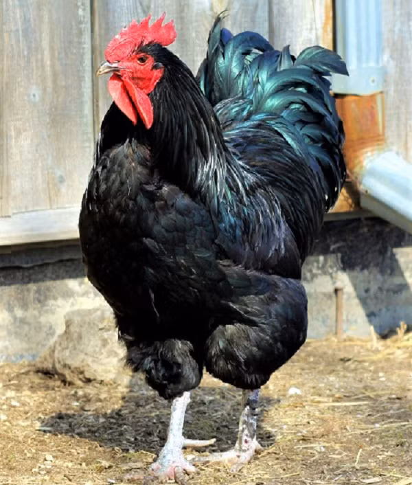 Theo hai anh em John và Thomas Black, ban đầu chúng được gọi là "Người khổng lồ đen". Gà trống Jersey Giant có chiều cao trung bình 20-26 inch (khoảng gần 70 cm) và nặng 13-15 pound (khoảng gần 7kg).