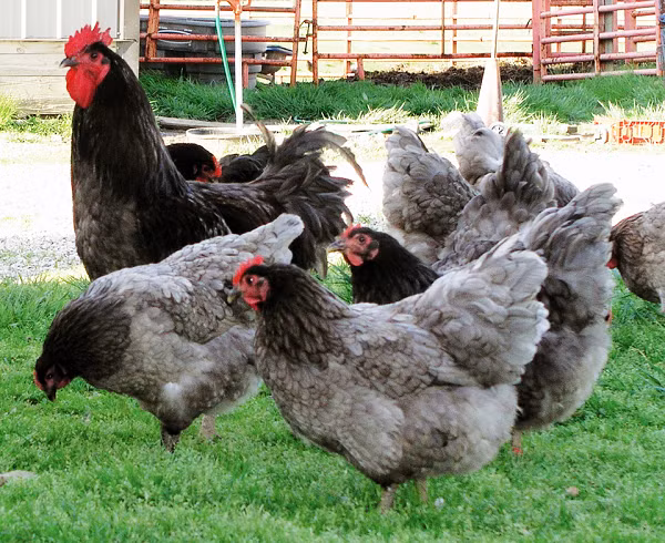 Gà Jersey Giant đen có màu xanh lục bóng, thậm chí cả trên chân và bàn chân màu xám, cùng với những chiếc chuông màu đỏ tươi.