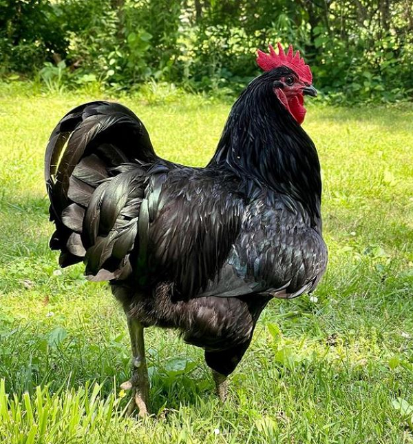 Nguyên nhân là vì chúng có tốc độ phát triển chậm và tỷ lệ chuyển đổi thức ăn/ trọng lượng kém. Có ba màu lông của giống gà Jersey Giant được công nhận bởi Tiêu chuẩn Hoàn thiện của Hiệp hội Gia cầm Hoa Kỳ.