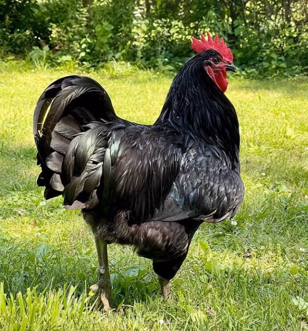 Nguyên nhân là vì chúng có tốc độ phát triển chậm và tỷ lệ chuyển đổi thức ăn/ trọng lượng kém. Có ba màu lông của giống gà Jersey Giant được công nhận bởi Tiêu chuẩn Hoàn thiện của Hiệp hội Gia cầm Hoa Kỳ.