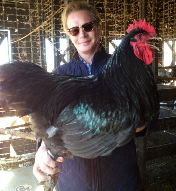 Hai anh em đã tạo ra giống gà ấn tượng bằng cách lai Black Javas, Black Langshans và Dark Brahmas, ba giống gà lớn khác và trong một thời gian đã đạt được mục tiêu.