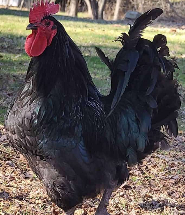 Những con gà trống rất hiếm khi hung dữ, và được mô tả là rất ngọt ngào. Chúng rất thân thiện với con người nên nhiều người thích nuôi chúng làm thú cưng hơn là lấy trứng và thịt.