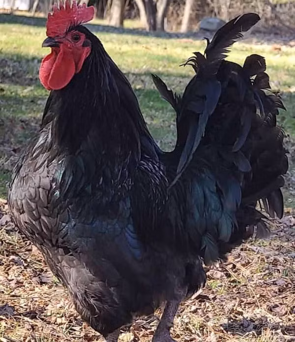 Những con gà trống rất hiếm khi hung dữ, và được mô tả là rất ngọt ngào. Chúng rất thân thiện với con người nên nhiều người thích nuôi chúng làm thú cưng hơn là lấy trứng và thịt.